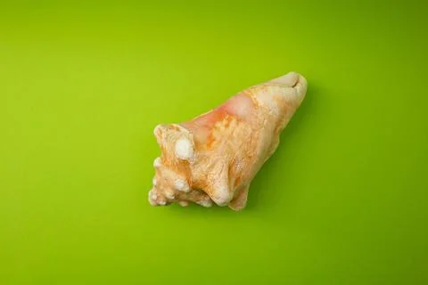 Shell on a green background, macro shot Stock Photos