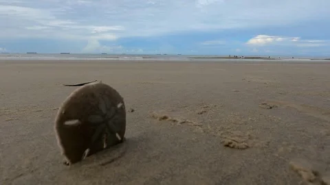 Shell Half-Buried in the Sand Stock Footage 301733320