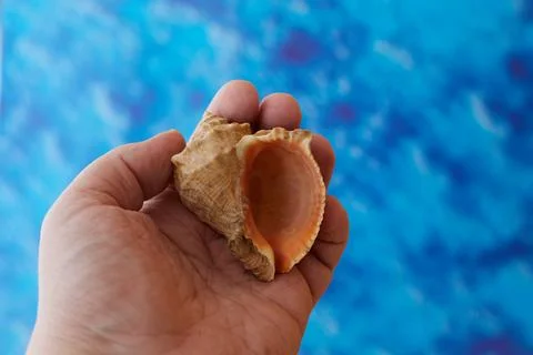 Shell in hand on a blue background, dreams of vacation, dreams of the sea Stock Photos