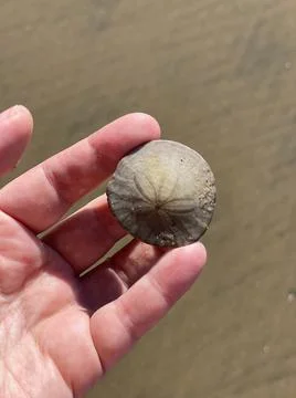 A shell in the hand closeup Foto stock