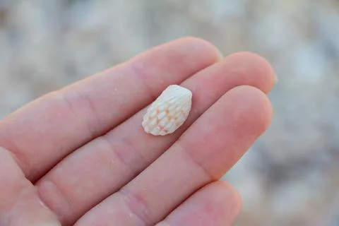 Shell in hand Fotos Stock