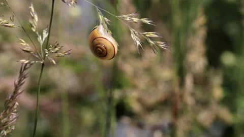 Shell hanging on straw in the sun 4k Stock Footage