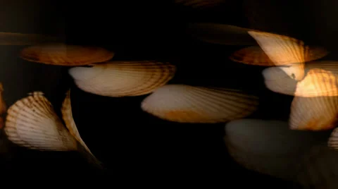 Shell Hearts Circle 2 Видео 34296453