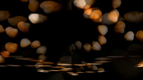 Shell Hearts Diamond Видео 34296182