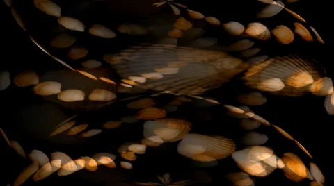 Shell Hearts Spin 2  Stock Footage 34296248