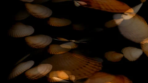 Shell Hearts Spin 3 Stockbeeldmateriaal 34296221