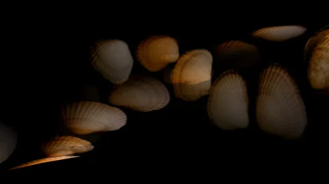 Shell Hearts Tube Stockbeeldmateriaal 34296332