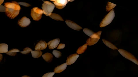 Shell Hearts Turning Stockbeeldmateriaal 34296440