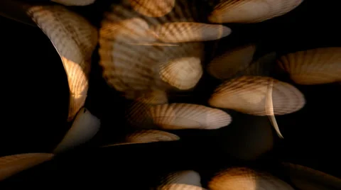 Shell Hearts Warpcore Stock Footage 34296123