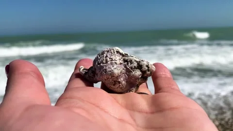 The shell in his hand reveals the sea Stock Footage 157755566