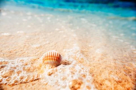 Shell hit by a wave in the sea Stock Photos