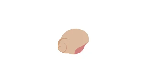 Shell icon animation Stock Footage 161229774