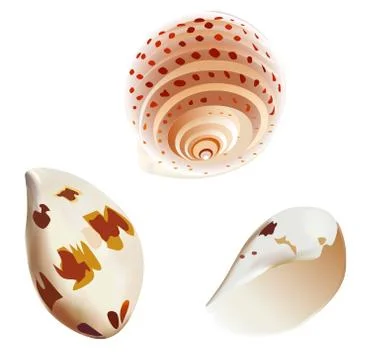 Shell Stock Illustration