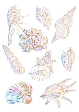 SHELL Stock Illustration