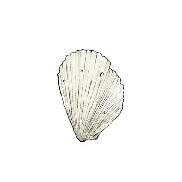 Shell Stock Illustration