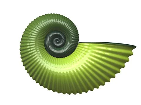 Shell An illustration of a nice sea shell Copyright: xZoonar.com/magannx 1... Foto stock