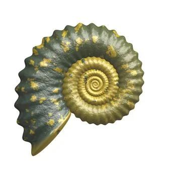 Shell An illustration of a nice sea shell Copyright: xZoonar.com/magannx 1... Foto stock