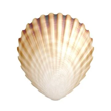 Shell An image of an isolated scallop shell Copyright: xZoonar.com/magannx... Stock Photos