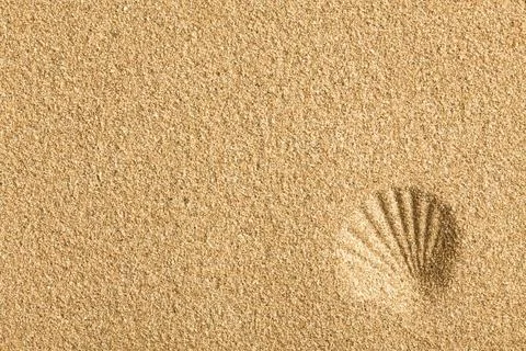Shell imprinted on the sand the shell imprinted on the sand Copyright: xZo... Stock Photos