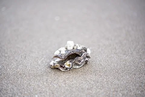 A shell inside is laying on the beach Stock-Fotos