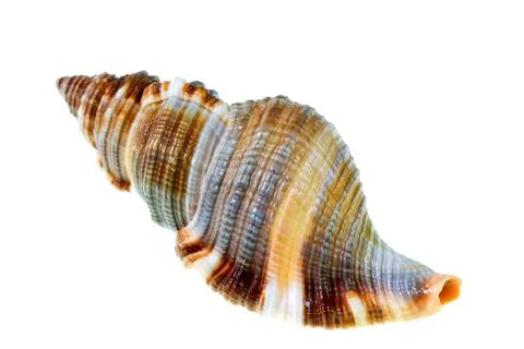 .Shell isolated against white background Stock Photos