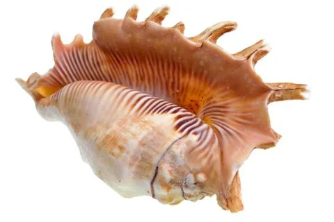 .Shell isolated against white background Stock Photos