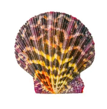 Shell is isolated on white  background, closeup Stock Photos