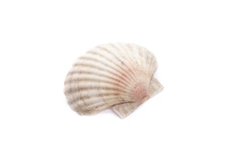 Shell isolated on white background Stock Photos
