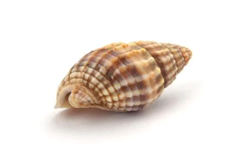 Shell isolated on white Stock Photos