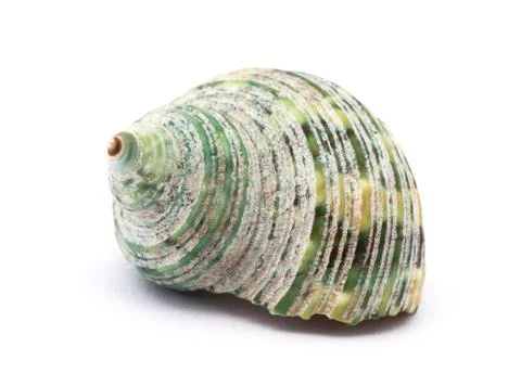 Shell isolated on white Stock-Fotos