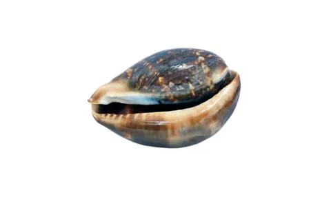 Shell isolated on white Stock Photos