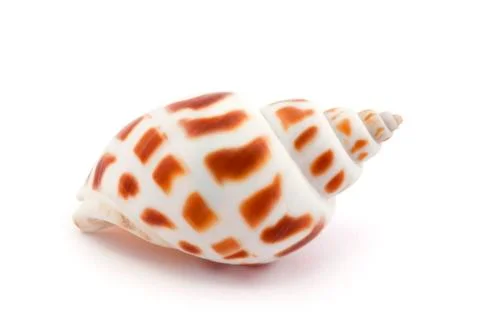 Shell isolated on white with soft shadow Stock Photos
