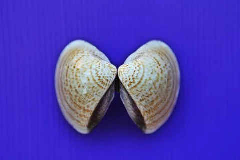 Shell Ko Chang. Stock Photos