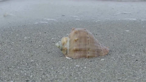 A shell is laying on the beach Stock Footage 295389437