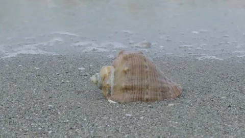 A shell is laying on the sand Stock Footage 295389710