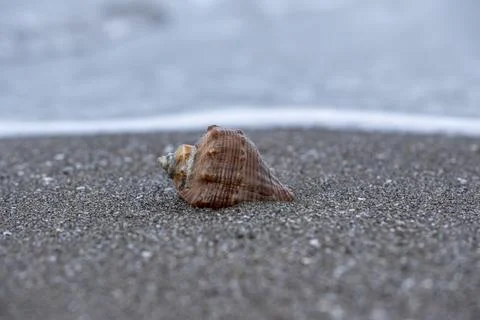 A shell is laying on the sand, with the ocean in the background 스톡 사진