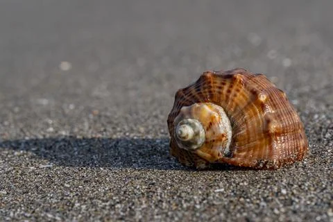 A shell is laying on the sand Stock-Fotos
