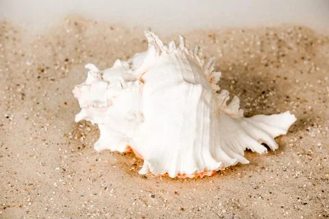 A shell is laying on the sand, with a white and pink interior Stock Photos