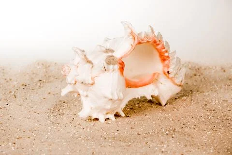 A shell is laying on the sand, with a white and pink interior Foto stock