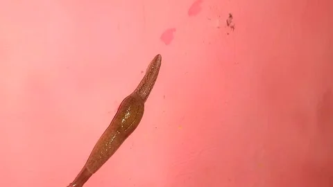 Shell-less Slug Crossing Diagonally Down Wall with Slime Trail, Sped Up 2x 스톡 동영상 342479469