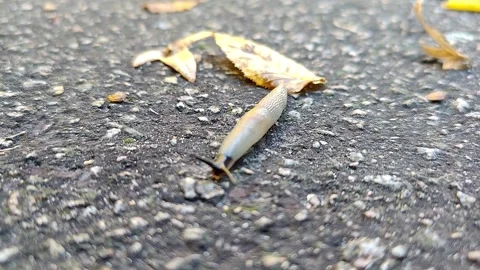A shell-less slug with horns crawls along the ground Stock-Footage 318980644