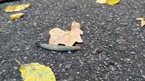 A shell-less slug with horns slowly crawls along the ground. Stock Footage 318980632
