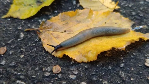 A shell-less slug with horns slowly crawls along the ground with yellow leaves. Stock Footage 318980658