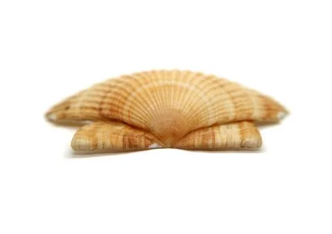 Shell lies patterned up macro photo isolated on white background. Stock Photos