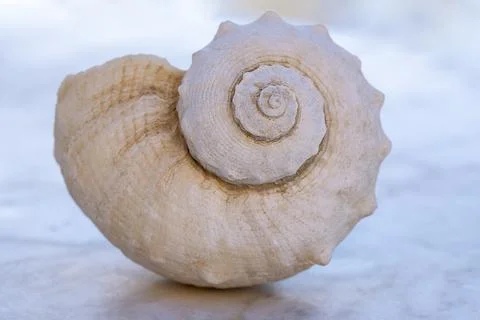 Shell on a light blue background. Close-up. Stock Photos