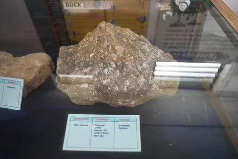 Shell Limestone Fossil Rock Sample Displayed in Geological Museum Exhibit 스톡 사진