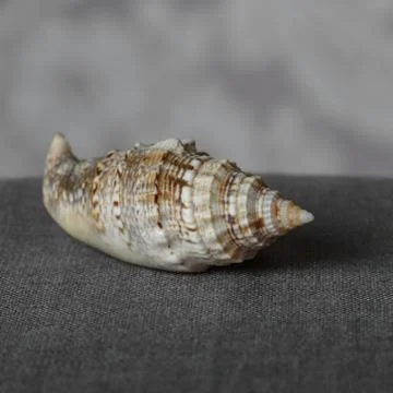 Shell on a linen napkin grey background Stock Photos