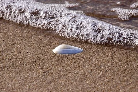 A shell lying on the Baltic coast and flooded with sea water. Stock Photos