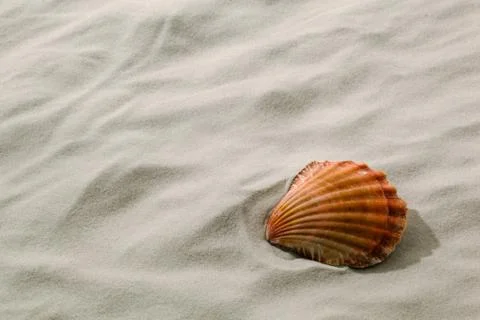 Shell lying in the sand on the beach Stock Photos