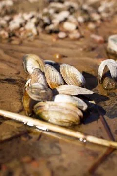 Shell lying on the sand Stock Photos